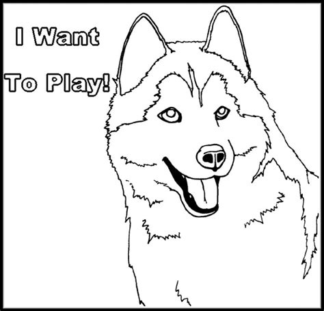 husky coloring page flickr photo sharing