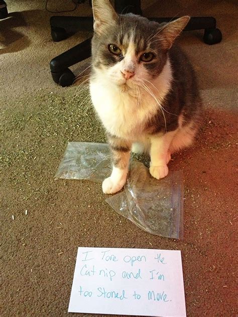 20 Asshole Cats Being Shamed For Their Crimes Bored Panda