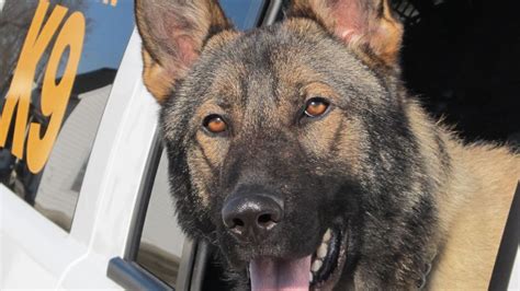 washoe county sheriff s office mourns loss of k9 akim krnv
