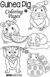 Guinea Pig Coloring Pages Printable Pigs Book Number Print Kids Cute Care Top Template Animal Ginnie Online Momjunction Adults Popular sketch template