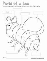 Bumble Bee Parts Bees Printable Activities Kids Activity Color Worksheets Coloring Preschool Sheets Cleverlearner Choose Board Kid Elephant Colour sketch template