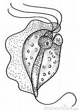 Protozoan Parasitic Trichomonas sketch template