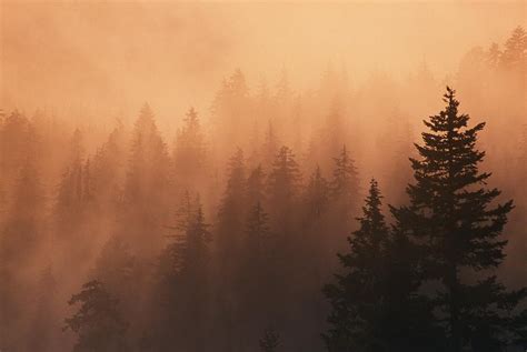 sunset through dense fog pine tree photograph by natural