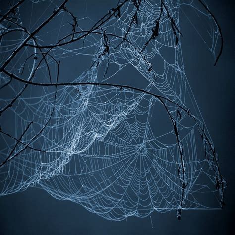 spiderwebs spiders  webs pinterest spider webs spider