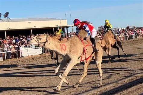 Travelling Tent Boxer Beaver Brophy Becomes Camel Racing Champion In