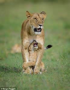 lion cub struggles to get out from under his protective mother in