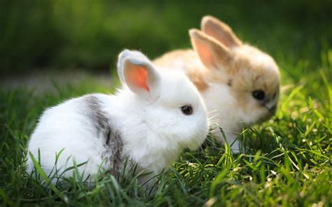 baby rabbit care tips  advices inspirationseekcom
