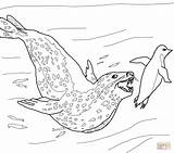 Seal Coloring Circus Getcolorings Leopard sketch template