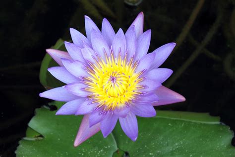 Luxury Purple Lotus Flower Images Top Collection Of