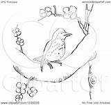 Tree Thrush Blossoming Outlined Wood Picsburg Clipart Cartoon Coloring Vector sketch template