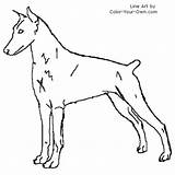 Doberman Pinscher Coloring Pages Dog Printable Colouring Drawings Color Designlooter Kids Drawing Template Own Female Getcolorings 500px 15kb sketch template