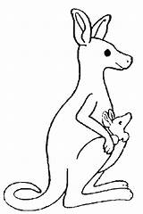 Kangourou Colorat Kangourous Kangaroo Cangur Canguri Kangaroos Canguros Planse Animale P05 Canguru Mamíferos Coloriages Partir Mamiferos Desene Primiiani Stampare Fisa sketch template