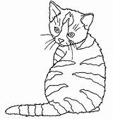 Cat Animals Coloring Pages Drawing Drawings Printable sketch template