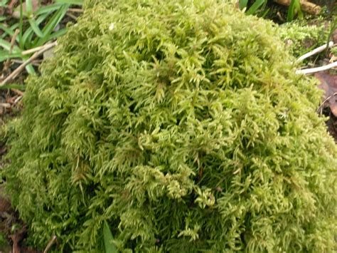 scotlands secret south sphagnum moss saved lives