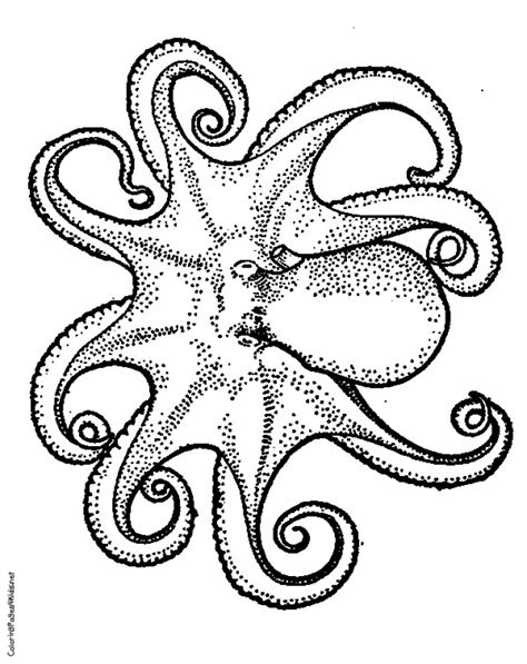 octopus coloring pages  printable fyo