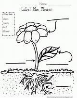 Coloring Plant Plants Parts Pages Popular sketch template