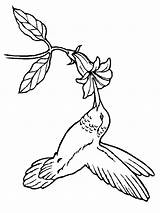 Coloring Hummingbird Pages Bird Flower Adult Embroidery Patterns Hummingbirds Drawing Humming Tree Colouring Coloring4free Birds Print Printable Tattoo Books Template sketch template
