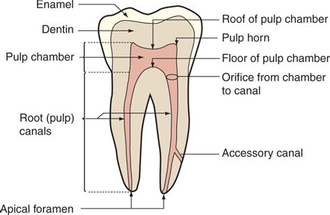 internal pulp cavity morphology related  endodontic  restorative