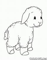 Coloring Lamb Colorkid Pages Sheep Walk Little sketch template
