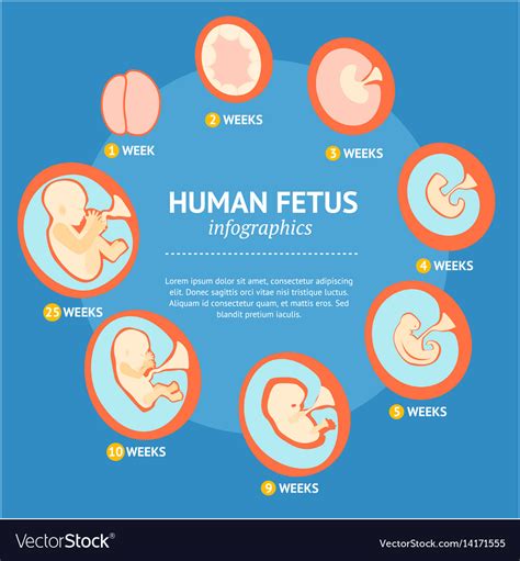 stages of pregnancy and fetal development blackmores