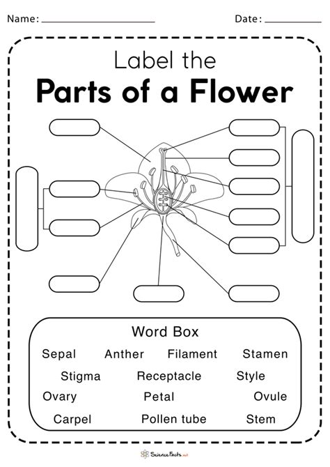 parts   flower  structure  functions  diagram