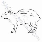 Agouti Coloring Pages Click sketch template