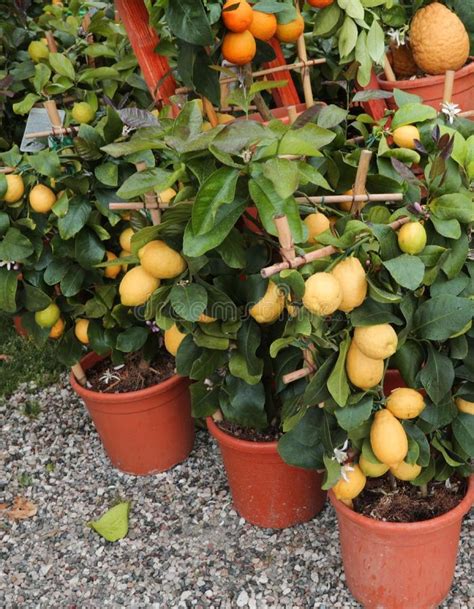 tips    grow orange  container coltivare alberi da frutto