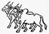 Ox Buey Bullock Oxen Wagon Mula Bovine Ganado Klipartz Webstockreview Ploughing sketch template