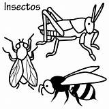 Insectos Insecto sketch template