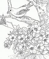 Coloring State Bird Printable Arkansas Flower Print sketch template
