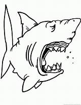 Quiver Shark sketch template