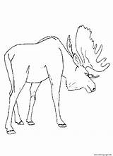 Moose Coloring Pages Animal Kids Printable Drawing Preschool Print Baby Color Getdrawings Getcolorings Popular Coloringhome Colouring Comments sketch template