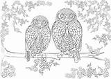 Coloring Owls Leaf Verbnow sketch template