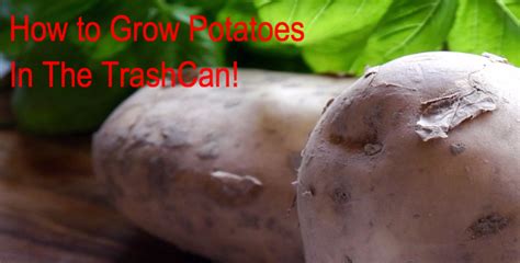 grow trash bin potatoes  homesteading hub