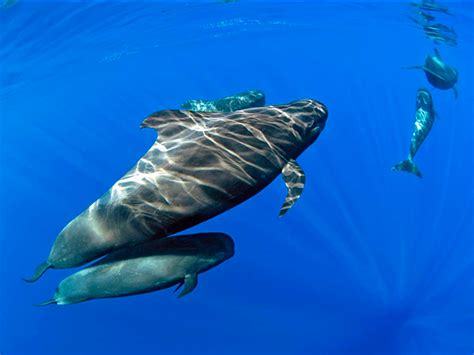 royal delfin catamaran tenerife tenerife tours