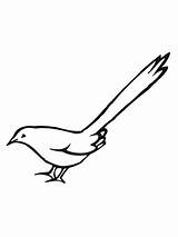 Magpie Coloring Bird Pages Birds Color Designlooter European Kids sketch template