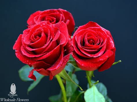 red white roses rosanti flowers