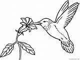 Coloring4free Hummingbirds sketch template