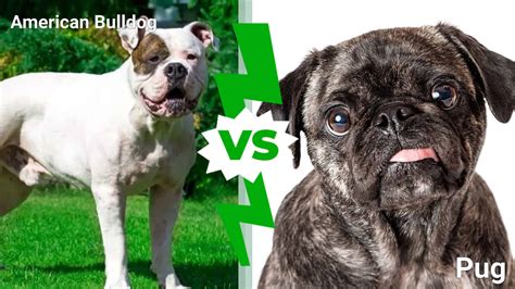 american bulldog  pug  key differences explained   animals