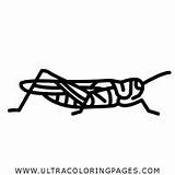 Heuschrecke Grasshopper Colorare Cavalletta Ausmalbilder Ultracoloringpages sketch template