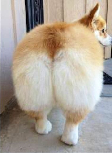 11 corgi butts that are guaranteed to drive you nuts