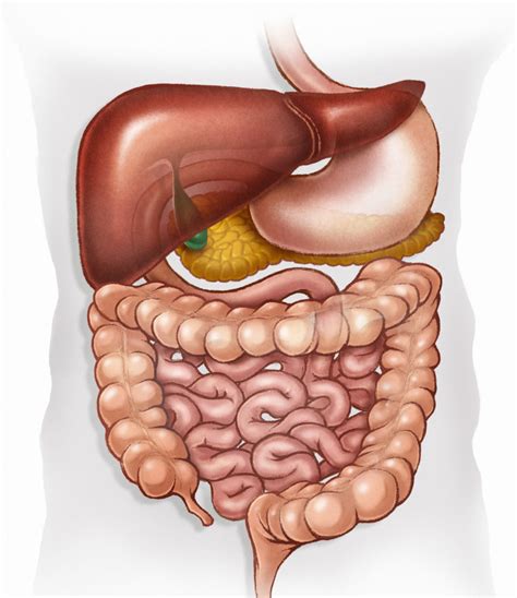 digestive system unlabeled picture modernhealcom