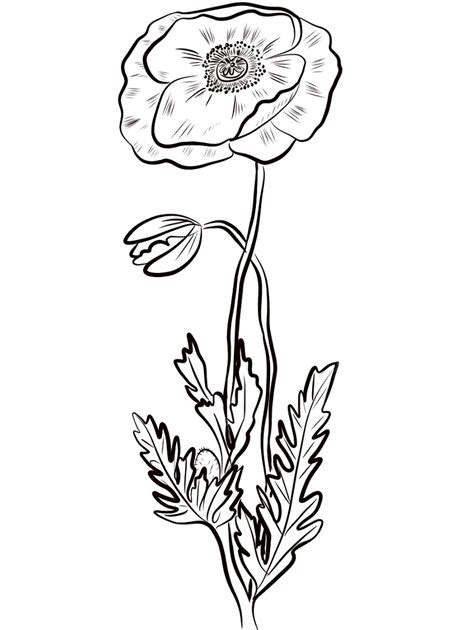 top  printable poppy flower coloring pages  coloring pages