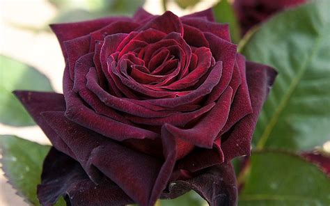 Black Baccara Hybrid Tea Rose The Black Roses Kalliergeia