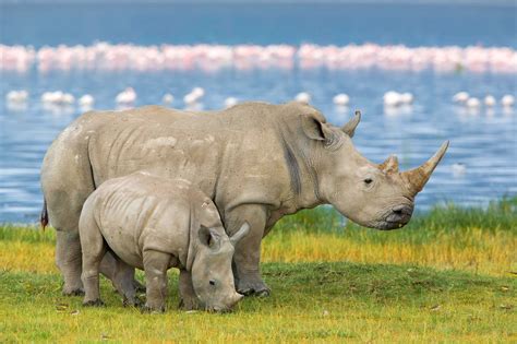 baby rhino  stylish wallpaper