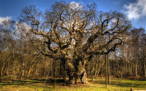 major  oak