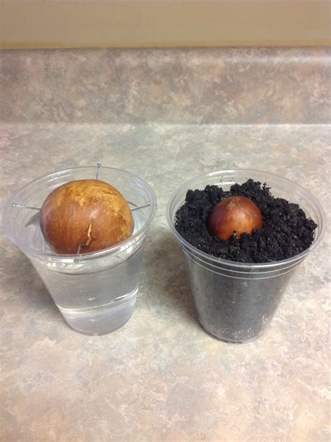 Avocado Avocado Seed Germination And Seed Differences