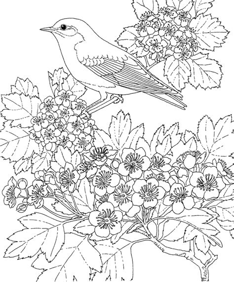 printable coloring pages blue bird coloring page