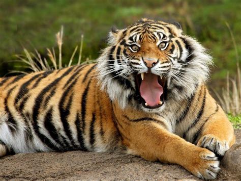 javan tiger panthera tigris sondaica   extinct tiger