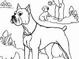 Boxer Coloring Pages Puppy Dog Zoom Printable Getdrawings Getcolorings Line Drawing Color Colorings sketch template